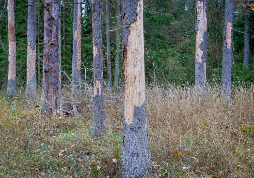 Rozjemca podjął decyzję odnośnie Puszczy Białowieskiej