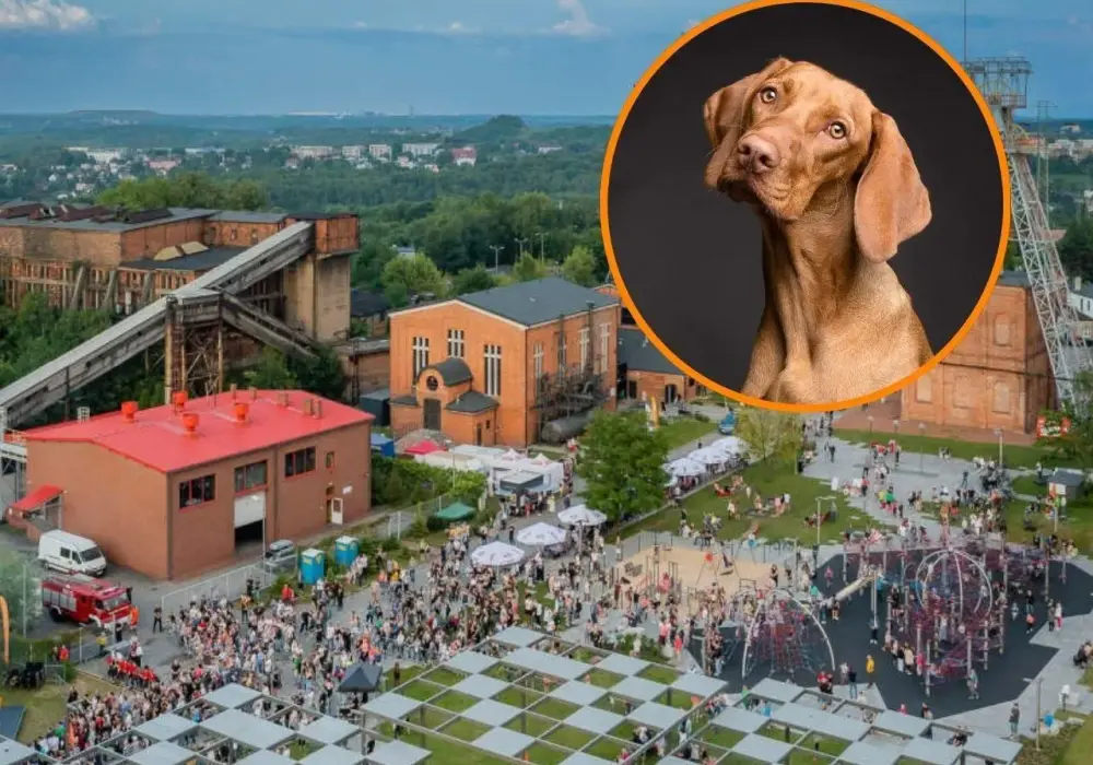 Gdzie na weekend z psem w Śląsku? Najlepsze miejsca i atrakcje