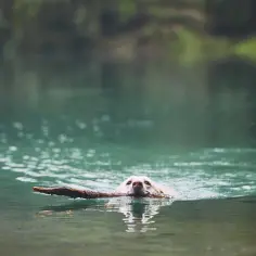 Najlepsze miejsca gdzie z psem nad wodę na Dolnym Śląsku: 8 bezpiecznych plaż