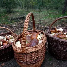 Gdzie na Śląsku zbierać grzyby? Sprawdź najlepsze miejsca i porady!