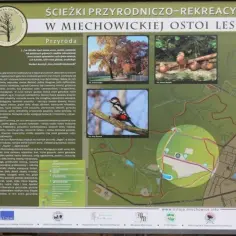 Miechowicka Ostoja Leśna: Odkryj zielone serce Bytomia!