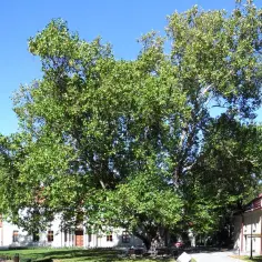 Dąbrowa na Dolnym Śląsku - urokliwe miasto wśród starych drzew liściastych