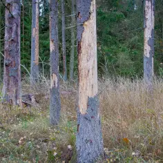 Rozjemca podjął decyzję odnośnie Puszczy Białowieskiej