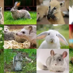 Mini Zoo Radom: Fascynujący świat zwierząt dla całej rodziny