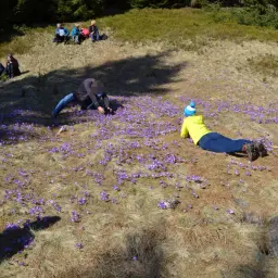 Kiedy kwitną krokusy w Dolinie Chochołowskiej? Magiczny czas w Tatrach